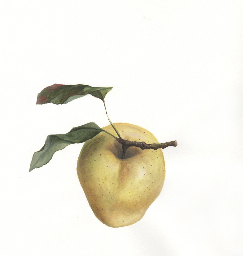 Apfel